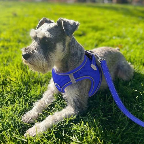 Joytale Hundegeschirr, Reflektierend Weich Gepolstert Hunde Geschirr, Air-Mesh Atmungsaktiv Brustgeschirr für Mittelgroße Hunde, XL, Königsblau