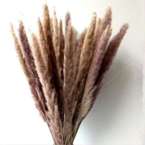 Msrlassn Hierba de Pampa pequeña Seca Natural, Phragmites communis, Ramo de Flores para Bodas y para decoración del hogar (marrón)