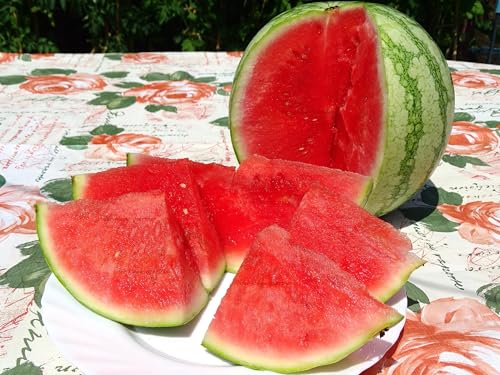 Wassermelone Sugar Baby Melonen süß & saftig Melone Obst Obstsamen Melonenssamen 10 Samen von 'der-kleine-gaertner'