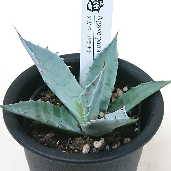 Amazon｜アガベ パラサナ 鉢寸法 3号 直径約9cm NO2612｜観葉植物