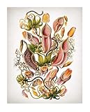 Flower Nepenthaceae Botanical by Ernst Haeckel 11x14 Unframed Print, Vintage Illustration of Nepenthes Pitcher Plants, Exotic Carnivorous Plant Art, Decor for Botany Enthusiasts & Art Collectors