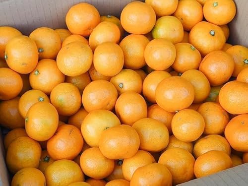 󂠂 ʗLc݂ a̎RY ƒp  5kg