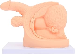 POPETPOP Male or Female Catheterization Model Education Model Male Catheter Anatomy Model Educational Training Aid