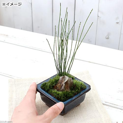 Amazon｜【charm】（山野草）盆栽 和盆栽 ヒメトクサ 鉢おまかせ（1鉢