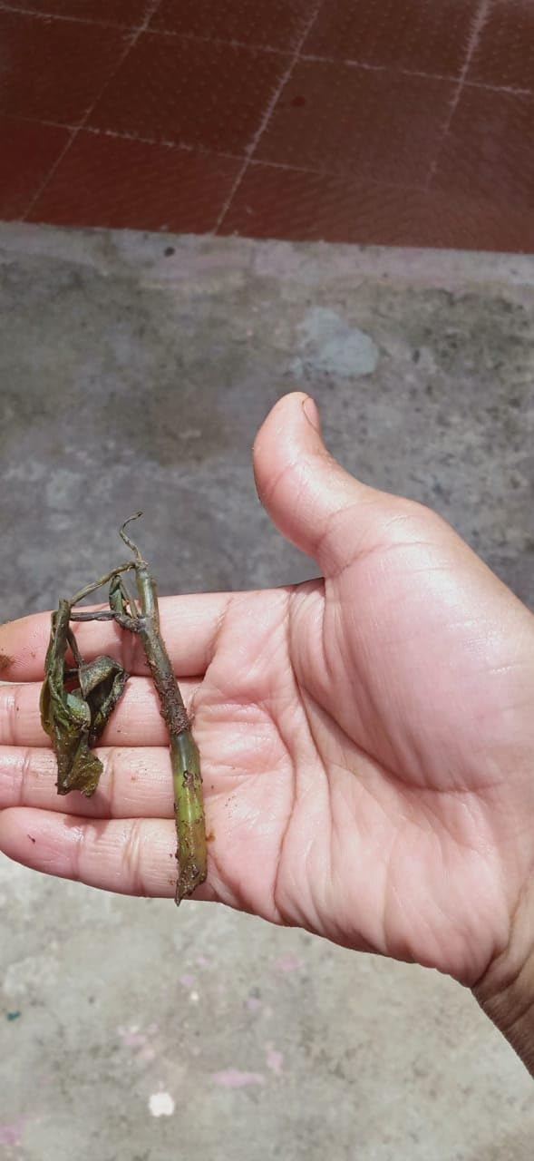 Creative Farmer 'Raindrop' Chinese Money Plant, Indoor (Live Plants