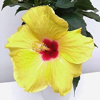 ☆ハイビスカス☆ ハイビスカス（アジアの風）:アジアンルビー4号鉢植え の通販