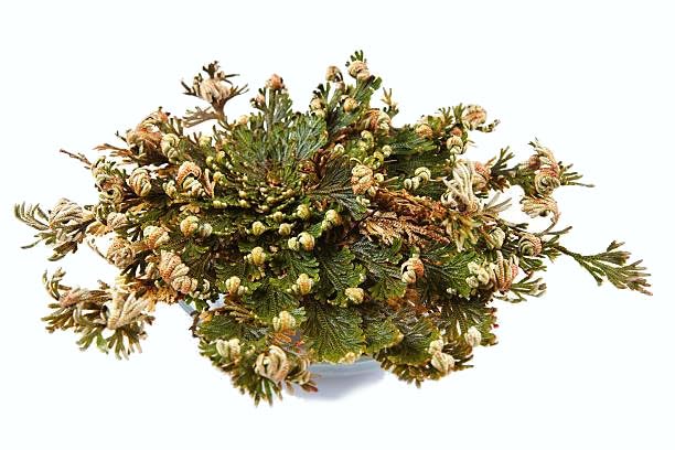 Rosa Jericó Natural La Planta de la Suerte que Cambiará tu Destino