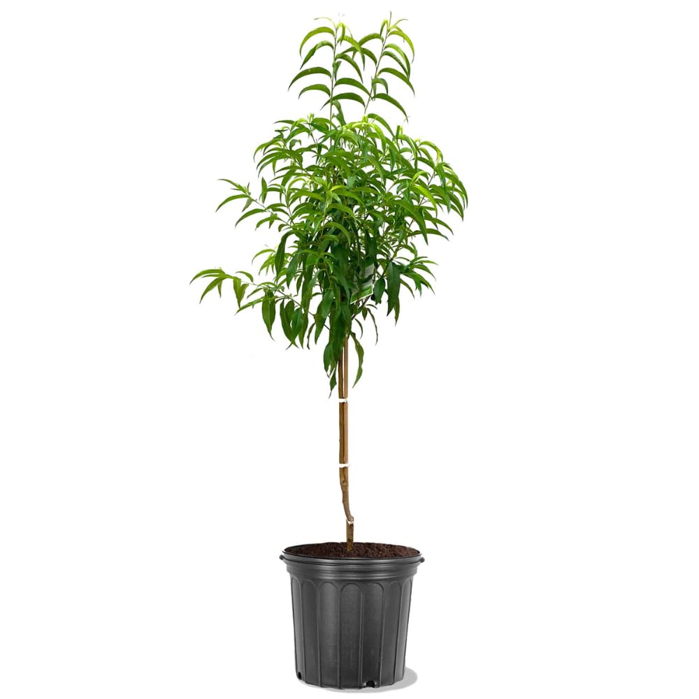 Red Haven Peach Tree