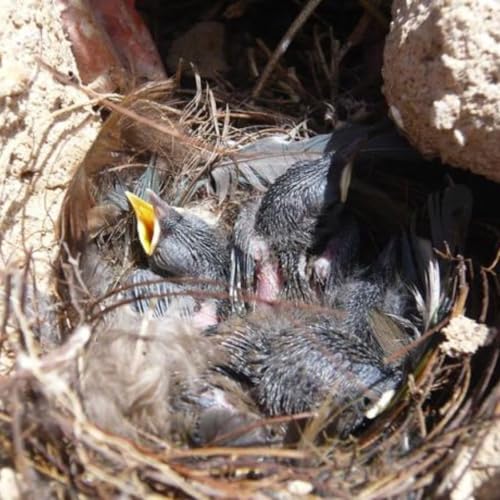 Participate in Project NestWatch Podcast Por  arte de portada