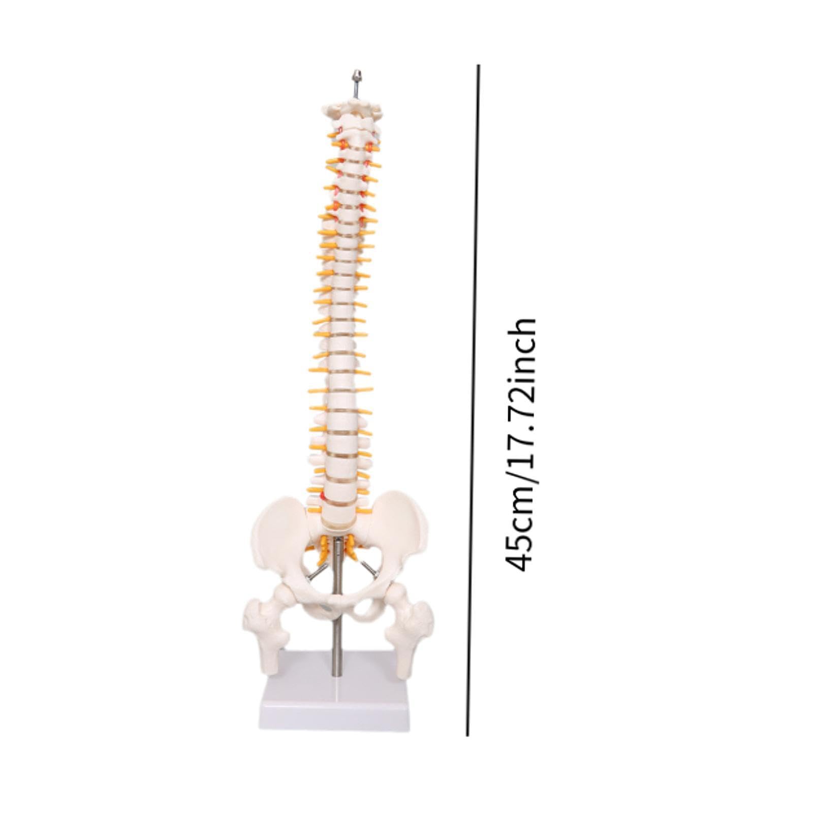 Modelo de columna vertebral humana con soporte, columna vertebral de PVC de 17.7 pulgadas para enseñanza médica y estudio de ciencias