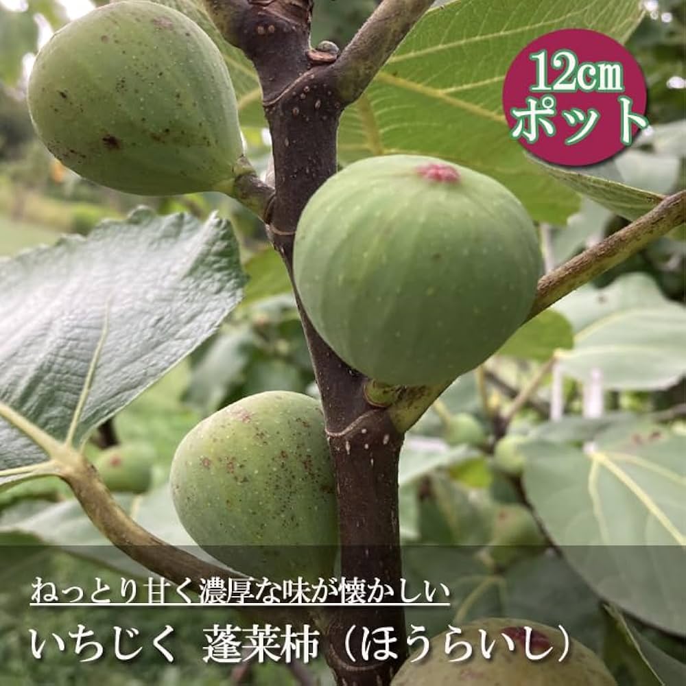 Amazon.co.jp: イチジク いちじく 蓬莱柿 ほうらいし 日本いちじく 白