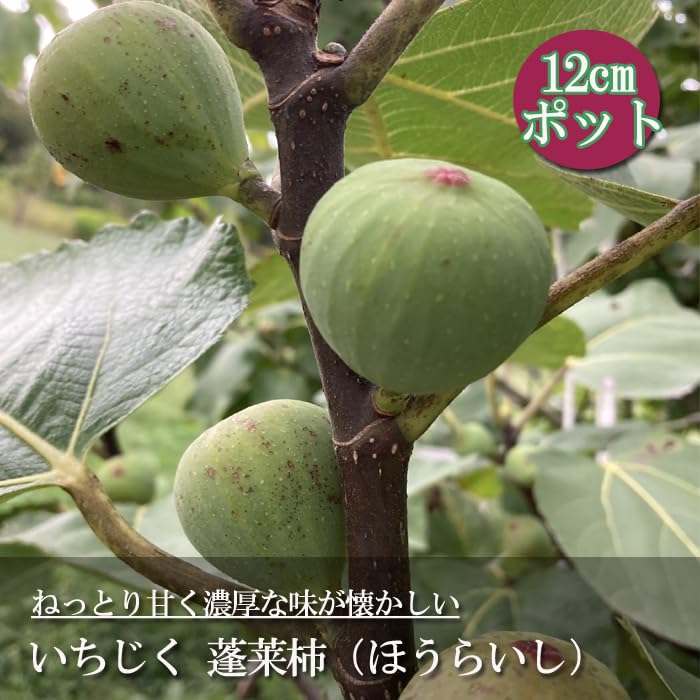 Amazon.co.jp: イチジク いちじく 蓬莱柿 ほうらいし 日本いちじく 白