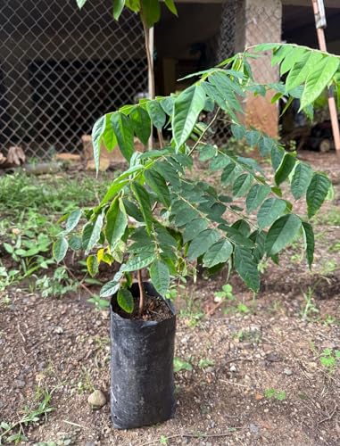 Star Fruit Tree Carambola Averrhoa Plant Seedling 10inch18inch