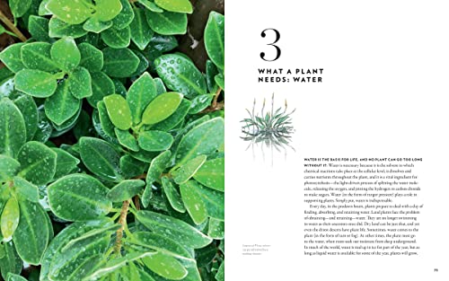 A Gardener's Guide to Botany: The biology behind the plants you love, how they grow, and what they need - Image 4