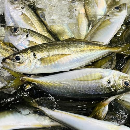 真あじ 小(冷凍)2kg【相模湾小田原産真鯵】獲れたてを急速冷凍、から揚げ、南蛮漬け、酢の物に【冷凍便】のサムネイル