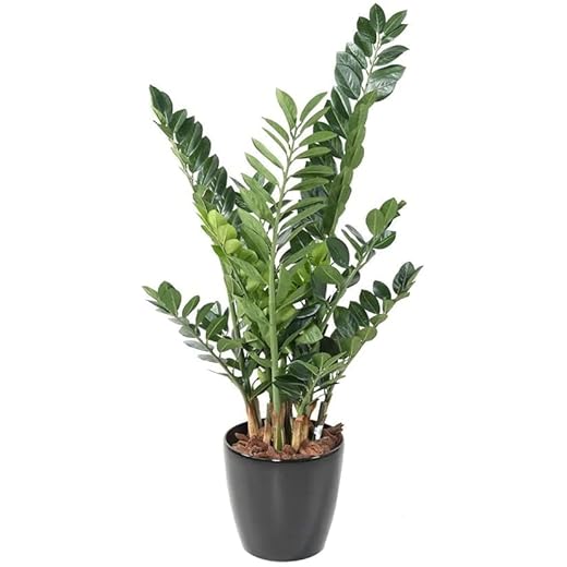 Live ZZ Plant - Rare Indoor Air Purifier