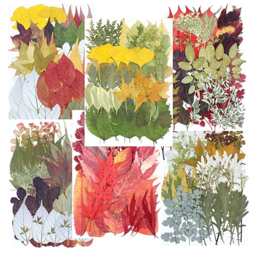 Kit 50 hojas y flores secas prensadas para manualidades miniatura 4