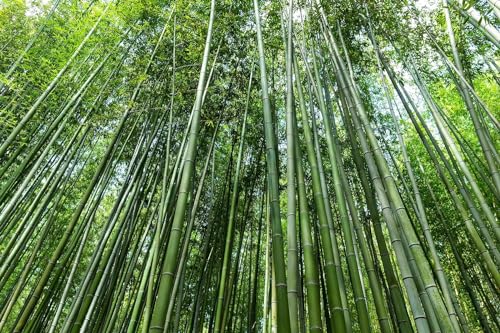 Giant Bamboo Seeds for Planting - 500+ Giant Green Bamboo Seeds Exotic and Fast Growing, Privacy Screen