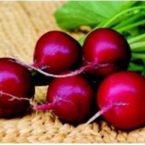 Organic Champion Radish 200 Seeds #8116 Item Upc#650348691646