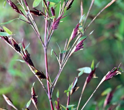 Blue Fountain Bamboo 3'-4' - Live Plant