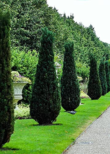 2 Hetzi Columnar Juniper Trees | Gallon Size Tree | Juniperus Chinensis #TOP2