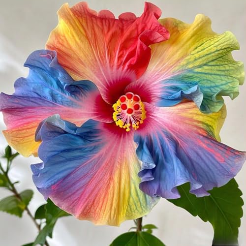 Image of live plants (HIBISCUS FLOWER PLANT)