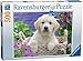 Produktbild Ravensburger Sweet Golden Retriever 500 Piece Jigsaw Puzzle for Adults Kids Age 10 Years and Up