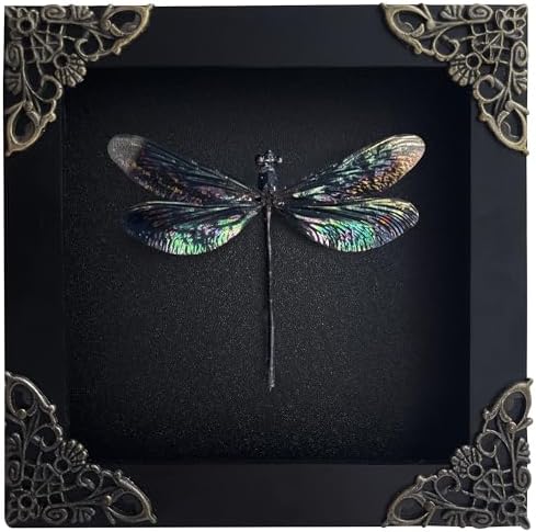 3 Large Cicadas Display Deep Shadow Box Frame Case Beetle Insect Bug Taxidermy E