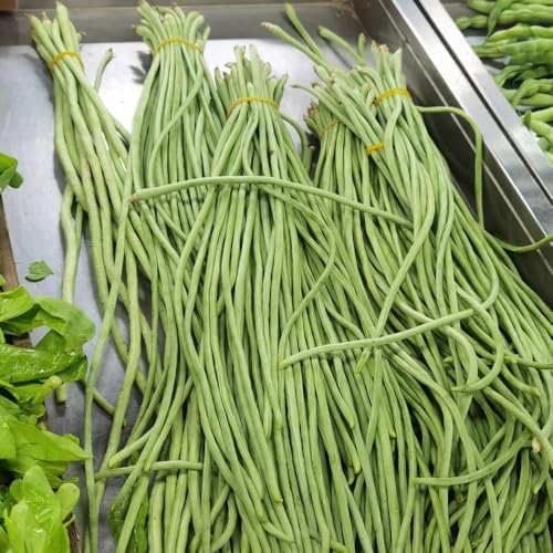 Semillas de frijol medidor, Semillas de espárragos, Vigna unguiculata, semillas de viejas exóticas 100pcs