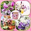 PLANTMEW Sweet Pea Seeds 200 (Knee High Mix) – Easy to Grow for Beginners, Colorful & Lightly Fragrant Flowers for Garden, Balcony & Trellis – Non-GMO Seeds for Outdoor Planting #5