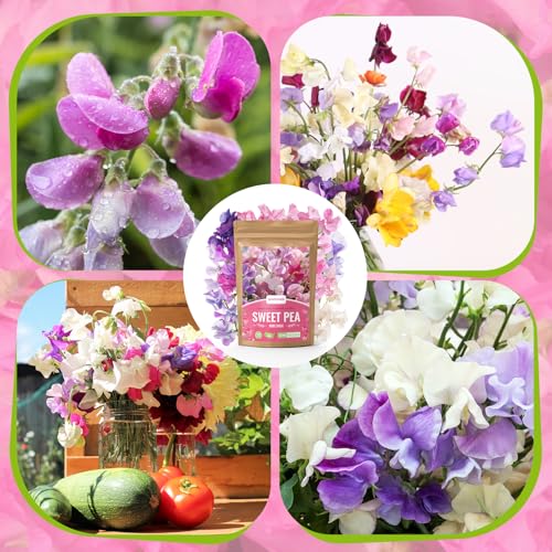 PLANTMEW Sweet Pea Seeds 200 Seeds - Non-GMO Heirloom Organic Seeds Brightly Colored Flowering Vines for Pergolas, Flower Beds, Balconies and Patios PLANTMEW Sweet Pea Seeds 200 Seeds - Non-GMO Heirloom Organic Seeds Brightly Colored Flowering Vines for Pergolas, Flower Beds, Balconies and Patios