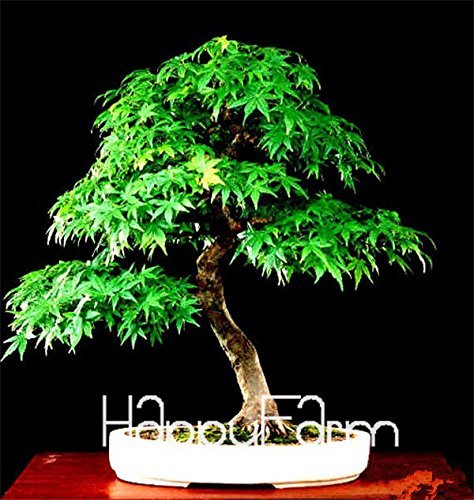 Japanese Red Maple Bonsai Tree Cheap Seeds, mini bonsai Seeds, 50