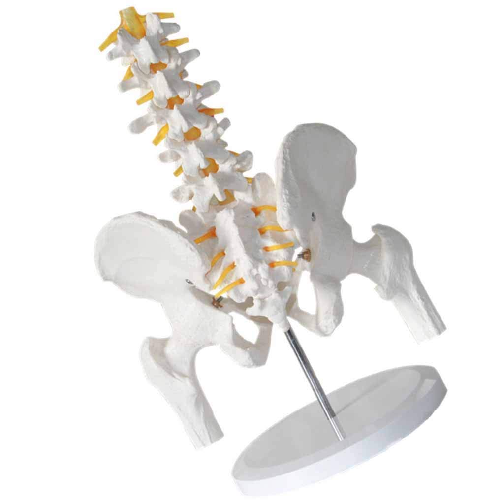 Model dydaktyczny, model anatomiczny miednicy człowieka - Model kręgosłupa lędźwiowego z kością nogi miednicy Model anatomii człowieka z pięciosegmentowym kręgosłupem lędźwiowym do pomocy w treningu m