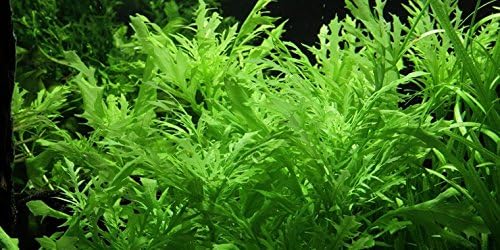Water Wisteria/Hygrophila difformis - 5x bunch - Live aquarium plant