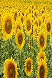  Password Sentinel: Password Organizer: 6x9 Sunflower Notebook for ISP Modem / Router Details / Logbook  Keep Usernames Passwords in one discrete inconspicuous place