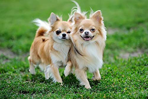 Ovit X2 Pcs(100Ml) Dog Multivitamin Daily Essential Dog Food Vitamins & Minerals Omega3, Helps Support Healthy, More Fat, Digestion, Skin, Coat, Allergy Immune Supplement Nourished Blood & Eye thumb #6