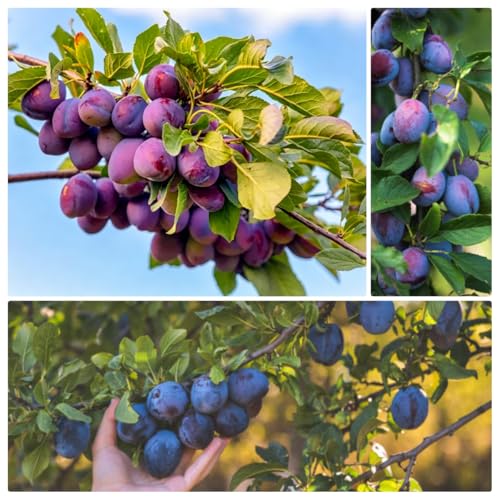 Wild Plum Trees Fruit Seeds for Planting - 150+ Non-GMO Heirloom Seeds, Prunus Americana, North American Native, Sweet-Sour Fruit for Jelly, Jam & Pies, Cold Hardy Perennial for Garden Home Outdoor