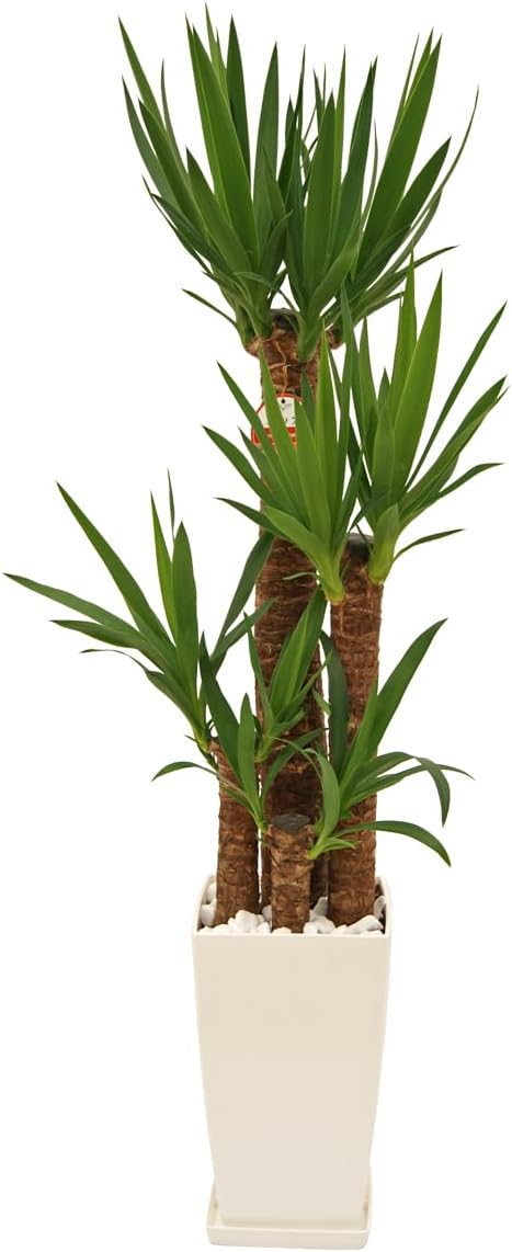 速達】T. bulbosa Tiny Dancer タイニーダンサー Tillandsia bulbosa