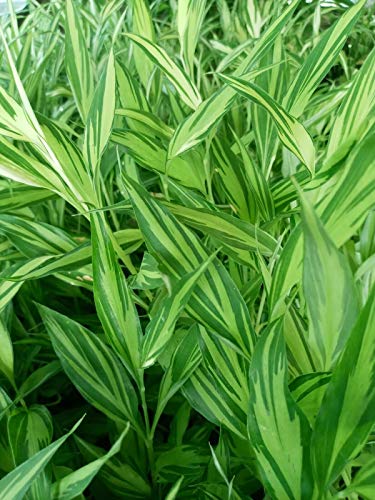 Veriagated Myogi Myoga Mioga Japanese Cooking Ginge