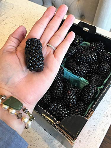 Giant Thornless Blackberry 315 Seeds - Triple Crown Blackberry Fruit Seeds, Blackberry Bush Non Gmo Seeds, Wild Grow Unique Seeds, Blackberry Seeds For Planting #TOP4