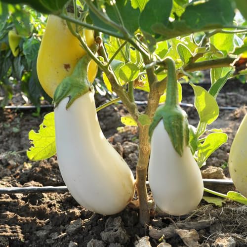 semi di melanzane balcone, vecchie varietà giardino resistenti 55pcs