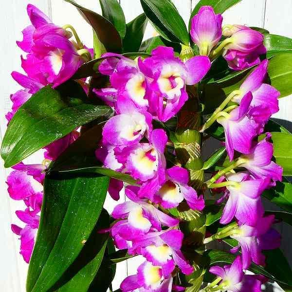 巨大！蘭　デンドロビューム　ガットン　鉢植え 巨大！蘭 デンドロビューム ガットン 鉢植え