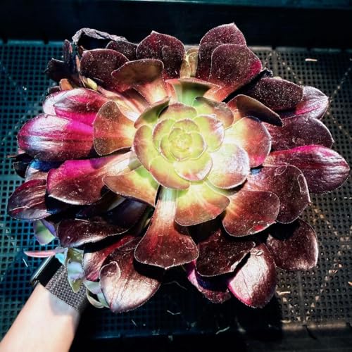 観葉植物 アエオニウム」の人気商品一覧 | 安い商品を通販サイトから