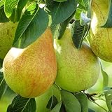 Baldwin Pear Tree – High-Yielding Fruit Tree with Sweet, Juicy Pears, Self-Fertile Perennial for Home Gardens, Patios & Orchards (5 Gallon/Single)