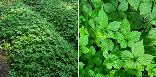 Jiaogulan Capsules (Gynostemma Pentaphyllum) Organically Grown | Improve Overall Health | Longevity Antiaging 100% Crushed Leaf (100x500mg) - Image 4