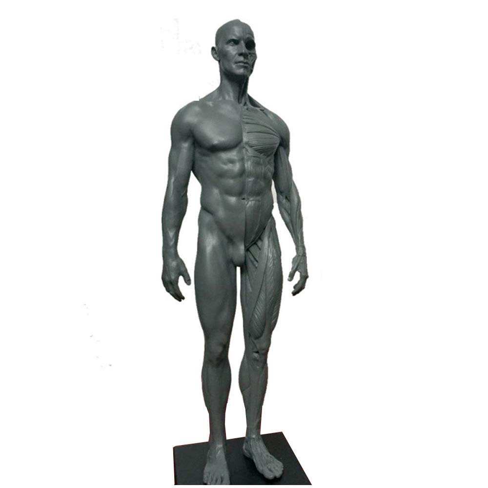Sjdopulse Men's Grey Human Anatomy Figure - Human Body Muscle And Skeleton Anatomical Model - For School Study And Teaching,11 Inch ()