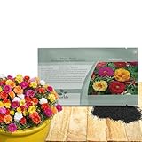 Outsidepride Mixed Moss Rose Seeds - 5000 Pcs Annual, Drought & Heat Tolerant, Pollinator Friendly Ground Cover Seeds for Planting w/Vibrant Blooms & Succulent Foliage, Ideal for Xeriscaping