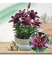 Dark Secret Asiatische Lilien Zwiebel, 5 Zwiebeln, Sehr Exklusiv, Mehrjährig und Winterhart Blume...