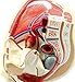 Teaching Model Tools,Female Reproduction System Model Female Gender Organs Model Anatomy Model Female Pelvic Uterus Medical Gynaecology Sagittal Model of Human Female Pelvis 33 X 2