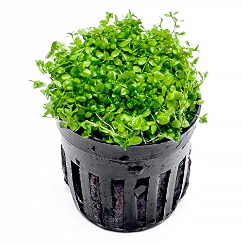 Substratesource Micranthemum Monte Carlo Live Aquarium Plant For Freshwater Planted Fish Tanks - Aquatic Potted Plants (1 Pot) #TOP12